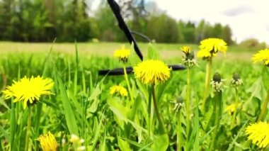 A man with metal detector walks with raincoat past. Slowly looking and finding a treasure. Treasure hunter. Man with metal detector is moving from side to side. Green forest. High quality 4k footage