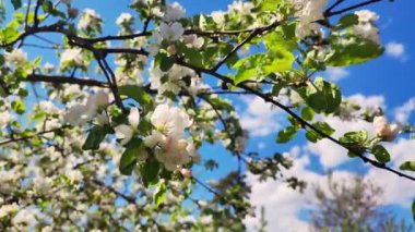 Blossom apple tree with branches with sun flares on background. Blossom apple white flower tree on nature background. White flowers in orchard. Bright floral scene with natural lighting. Apple tree 