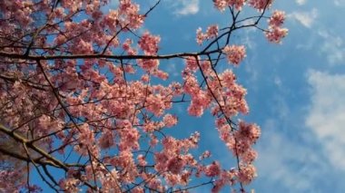 Slow motion of honey bees pollinating pink cherry blossoms in full bloom. Swaying in the wind blue sky japan. Spring cherry blossoms in full bloom. Beautiful nature scene blooming Apricot blossoming.
