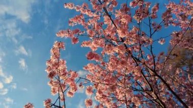 Spring flowers bloom. Cherry Blossom Blossoming Cherry Tree In Full Bloom On Blue Sky Background, Sakura Flower. Japanese Garden in Spring. Flowering of a Fruitful Plant. Fresh Blossoms Petals.