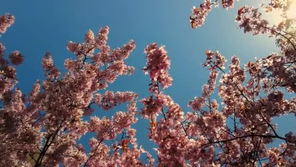 White Flowers Cherry Blossom Cherry Tree Japanese Sakura Hanami Cherry — Stockvideo