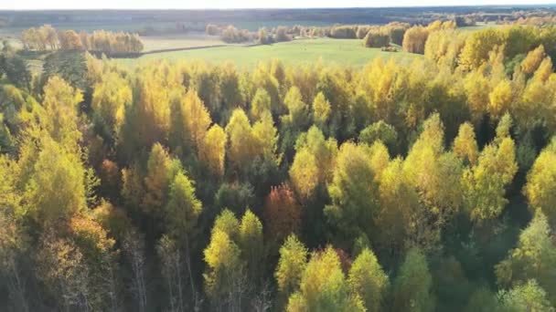 Imagens Drones Aéreos Floresta Outono Voando Sobre Laranjeiras Vermelhas Amarelas — Vídeo de Stock