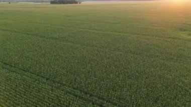 Wheat field a during sunset. Wheat agriculture harvesting agribusiness concept. Drone flies over yellow agriculture wheat field. Harvest crops Amazing Sunrise. Beautiful cloudscape with rising sun.