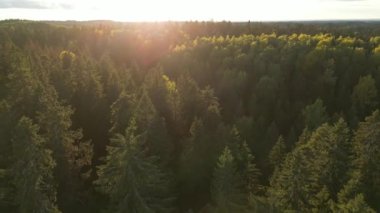 Sunrise rays shining through, Aerial drone view of sunrise over misty landscape. Sun shining through fog mist. Sunrise in Misty Countryside. Magical Fog to Horizon. Calmness, relaxation, meditation. 