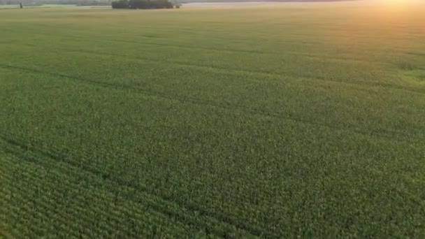 Wheat Field Sunset Wheat Agriculture Harvesting Agribusiness Concept Drone Flies — Vídeos de Stock