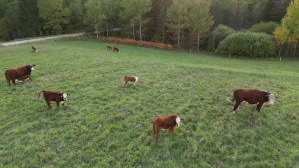 Multi Colored Cows Rays Sun Eating Hay Silage Herd Amazing — Vídeo de Stock