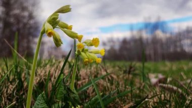 Primula veris ya da inek filetosu ve çiçek açmış inek gülü. Bir bahar günü sepetin içinde inek ayağı topladım. Sarı bahar çiçeği. Geç bahar çayırı, dolgunluk sarı soyu tükenmekte olan çiçek bitkisi.. 