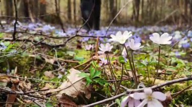 Otların üzerinde yürüyen bir yürüyüşçü, ormanda yürüyen bir bacağa yakın bir adam. Yürüyüş ve seyahat. Aktif yaşam tarzı konsepti. Yürüyüş ayakkabıları parka yakın yürüyor. Tanımlanamayan adam yürüyor. Yaz görünümü. 