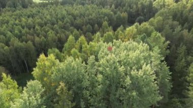 Zengin yeşil ağaçlar, atmosferik kuşlar zengin, yeşil bir ormanın manzarası. İHA atışı ağaç tepeleri ve göl üzerinde uçuyor. Büyük vahşi doğada çam ağaçları ve köknar. Vahşi yaşamı ve doğanın geniş görüntülerini kavra. 