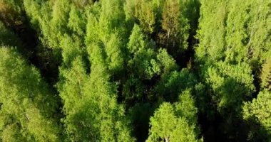 Tree tops against evening sky. Pine forest is a natural resource. Aerial view of forest in Sweden, Finland, Estonia. Drone shot flying over spruce conifer treetops. Top View In Summer Evening. 