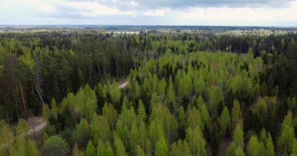 Tree Tops Evening Sky Pine Forest Natural Resource Aerial View — Vídeo de Stock