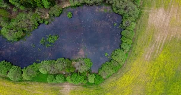 Top View Aerial Flight Small Lake Fog Pond Surrounded Trees — Stockvideo