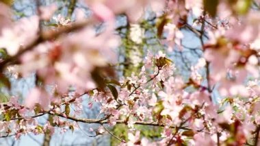 Blossoms fall from trees against beautiful blur orchard blooming background slow motion. Spring view of opening Sakura flowers on branches Cherry tree. Falling cherry blossoms on sunny spring. Japan. 