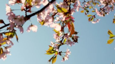 Slow motion of honey bees pollinating pink cherry blossoms in full bloom. Swaying in the wind blue sky japan. Spring cherry blossoms in full bloom. Beautiful nature scene blooming Apricot blossoming.