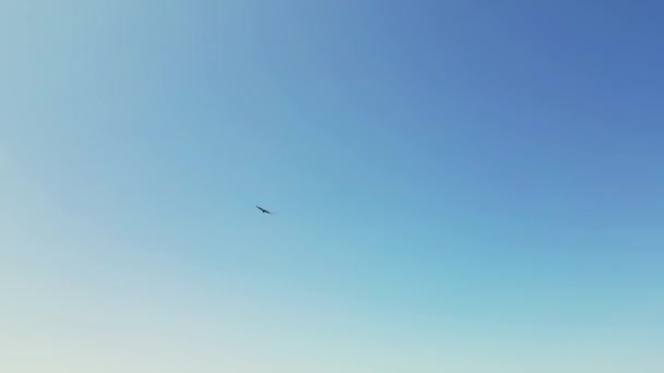 Vogel Hoog Zwevend Lucht Met Blauwe Lucht Wolken Vliegend Door — Stockvideo
