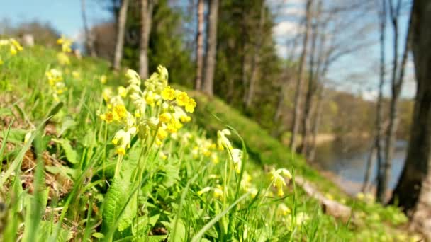 花にはプリムラやカウスリップ 一般的なカウスリップがあります 春の夏の日にバスケットにカウスリップを収集しました 黄色い春の花 晩春の牧草地 花序黄色の絶滅危惧種の花 — ストック動画