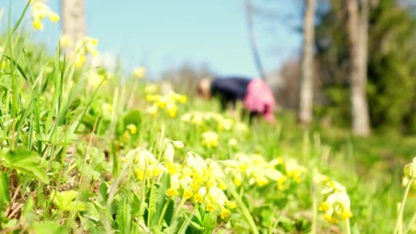 黄色の花のクローズアップビュー 背景には黄色い花を集める女性の手 銃を閉めろ 低い角度だ 正面図 晴れた春の日には田舎の環境で週末を楽しむ — ストック動画