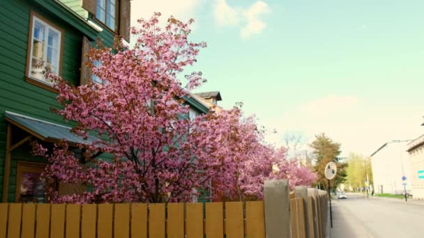 Цветущая Сакура Голубым Небом Весной Цветение Сакуры Софт Бриз Черешня — стоковое видео