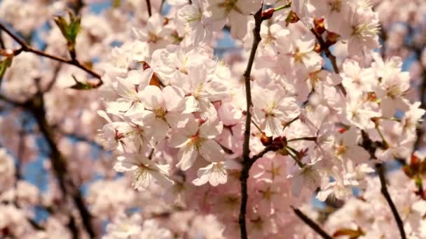 Spring Flowers Bloom Cherry Blossom Blossoming Cherry Tree Full Bloom — Video Stock