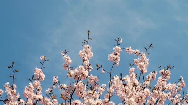 Fleurs Blanches Une Fleur Cerisier Sur Cerisier Sakura Hanami Japonais — Video