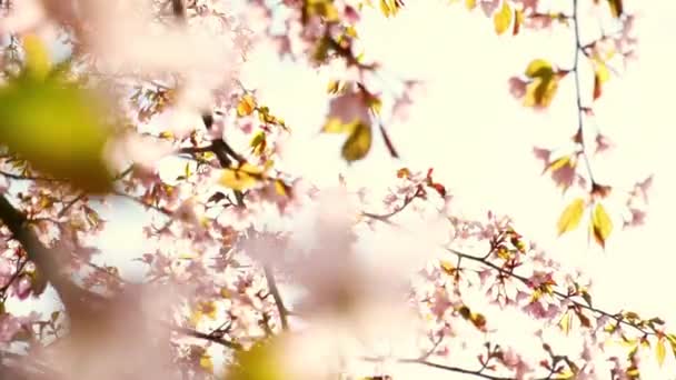 Pink Cherry Blooming Bright Sunrise Sky Cherry Branch Flowers Spring — Stock videók