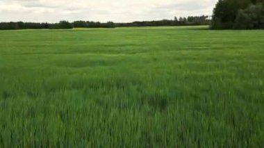 Bulutlu bahar gününde sonsuz yeşil tarım arazisinin güzel manzarası. İnsansız hava aracı hasat ekinleri üzerinde uçuyor. Drone kırsal kesimlerdeki buğday tarlaları üzerinde uçuyor. 4K 60fps. 