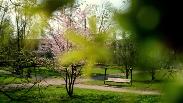 Flowering Cherry Flowers Pink Blue Natural Background Cherry Blossoms Fluttering — Αρχείο Βίντεο