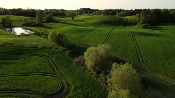 Gyönyörű Kilátás Végtelen Zöld Mezőgazdasági Területen Napnyugtakor Vidéki Táj Farm — Stock videók