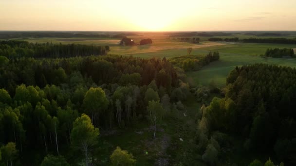 Atmospheric Birds Eye View Rich Green Forest Aerial Dynamic Flying — Stock Video