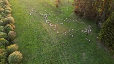 Yeşil çayırlarda gün batımında otlayan koyun sürüsü. Koyun sürüsü otlakta ilerliyordu. Bir yüz karası. Çobanlar otlamak için hayvanlara yol gösterir. Tepelerde koyunlar 