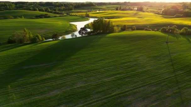 Drone Flying Low Corn Field Rural Scenery Farm Sunny Morning — Stock Video