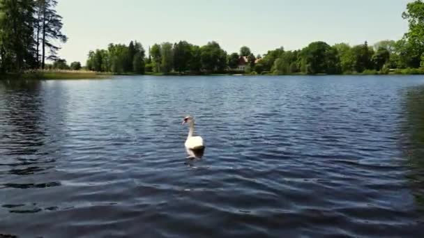 白鳥の湖最大の飛行鳥 生物多様性意識保護 白鳥の湖の生態系の生物多様性に白鳥 広い湖の水に白い羽とオレンジのくちばしを持つ野生の白鳥 — ストック動画