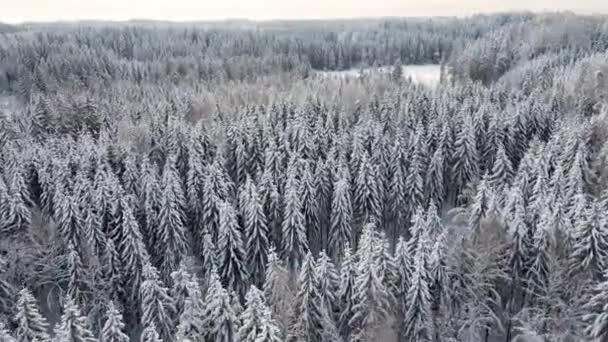 Bosque Congelado Invierno Profundamente Cubierto Nieve Bajo Luz Del Sol — Vídeos de Stock