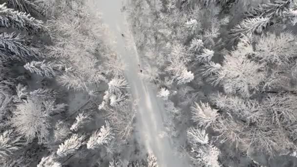 冬の風景の中に映画的なスローモーションスキー 美しいスキー牧歌的な山の冬の森の雪の風景 絵のように美しい森のトレイルに沿ってダウンヒルクロスカントリースキー フィンランド — ストック動画