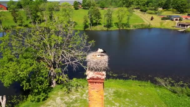 Keluarga Bangau Duduk Sarang Burung Liar Bangau Putih Dalam Pacaran — Stok Video