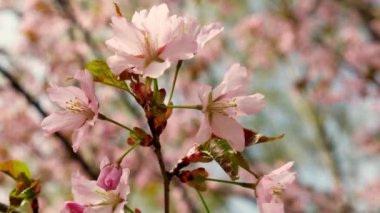 Blossoms fall from trees against beautiful blur orchard blooming background slow motion. Spring view of opening Sakura flowers on branches Cherry tree. Falling cherry blossoms on sunny spring. Japan. 