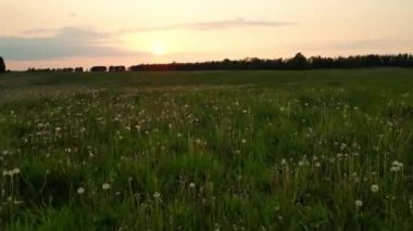 Bulutlu bahar gününde sonsuz yeşil tarım arazisinin güzel manzarası. İnsansız hava aracı hasat ekinleri üzerinde uçuyor. Drone kırsal kesimlerdeki buğday tarlaları üzerinde uçuyor. 4K 60fps. 