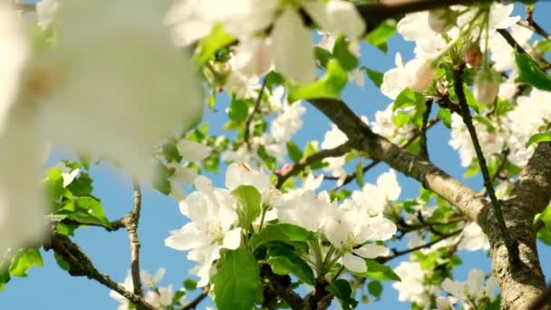 Zbliżenie Kwitnącej Białej Gruszki Lub Kwiatów Jabłoni Porannym Słońcu Drzewo — Wideo stockowe