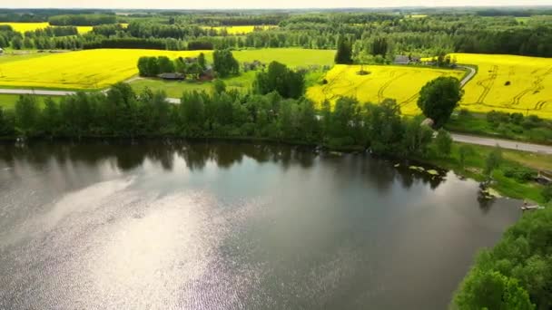 无人机在玉米地上空低空飞行乡村风景 阳光灿烂的早晨 春夏季节 美丽的油菜场与湖泊 太阳升起时的绿色农田 绿麦田 — 图库视频影像