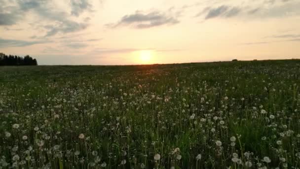 夕暮れ時に飛ぶタンポポの種 日没でタンポポで提出された夏 ドローンは白いタンポポの花と新鮮な春の緑の芝生の上をかなりの牧草地を飛ぶ 夏のコンセプト — ストック動画