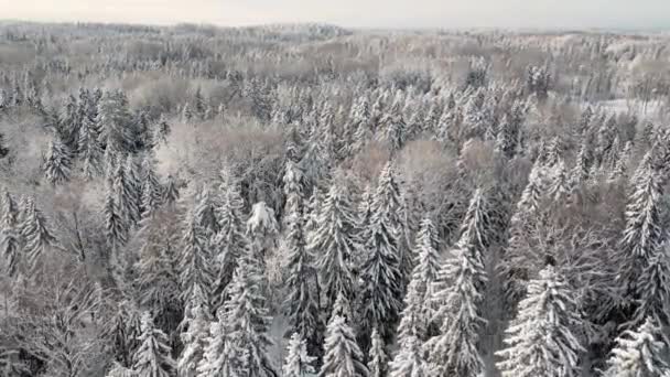 Zimowa Kraina Czarów Pokrytym Śniegiem Lesie Słońcu Latanie Nad Pokrytymi — Wideo stockowe