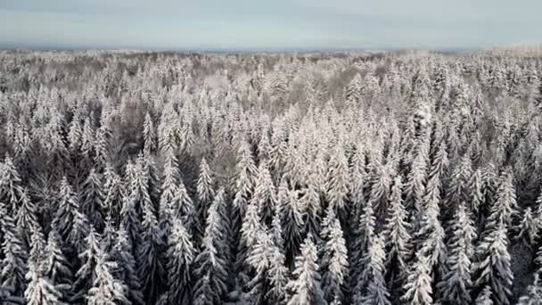 Bosque Congelado Invierno Profundamente Cubierto Nieve Bajo Luz Del Sol — Vídeos de Stock