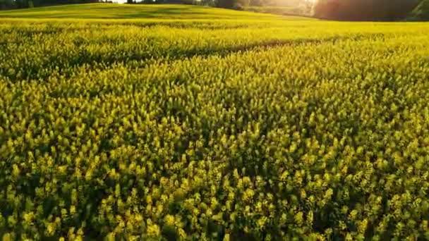 Dron Lecący Nisko Nad Polem Kukurydzy Krajobrazy Wiejskie Farma Słoneczny — Wideo stockowe
