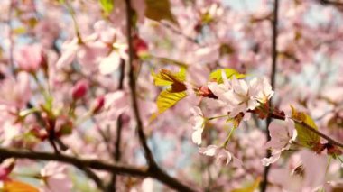 Flowering Cherry flowers on pink and blue natural background. Cherry blossoms are fluttering in the soft breeze and sunset color. Cherry blossom concept. Opening Spring Sakura flowers on Cherry tree.