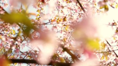 Blowing Cherry Blossoms under The Blue Sky in Spring. Fluttering in the Soft Breeze, Cherry Blossoms Sakura Flowers in A Japanese Garden in Spring. South Korea, Japan. Floral Pink Image.