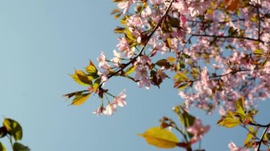 Pink cherry blooming against bright sunrise sky. Cherry branch with flowers in spring bloom. Landscape of the cherry blossom. Golden sunbeams falling on beautiful sakura flowers against blue sky.
