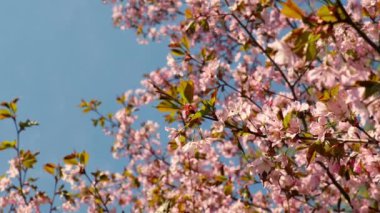 Peach tree blooming with sunrays, Shimmering rays of the sunset in the background. Spring cherry blossoms in full bloom, abstract video of cherry blossoms in the sun. Sakura Japan in spring time. 