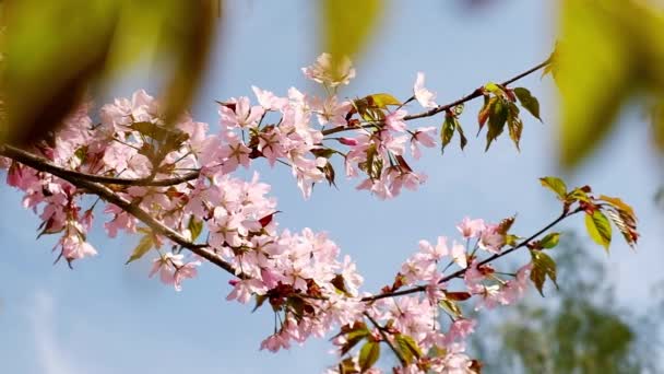 Pink Cherry Blooming Bright Sunrise Sky Cherry Branch Flowers Spring — Stockvideo