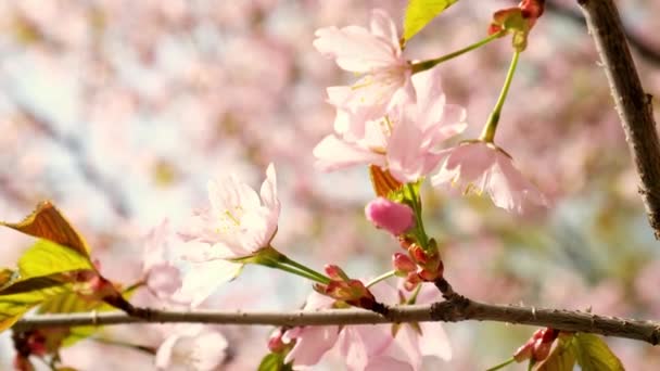Цветущая Сакура Голубым Небом Весной Цветение Сакуры Софт Бриз Черешня — стоковое видео