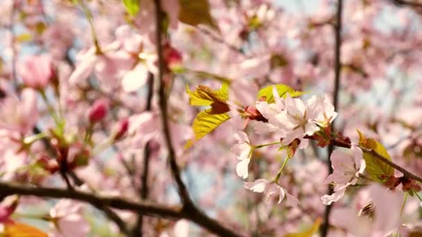 Квіти Черрі Рожевому Синьому Природному Фоні Квіти Виблискують Яким Вітерцем — стокове відео